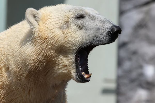 Comment planifier une expédition pour voir les ours polaires dans l'Arctique canadien?